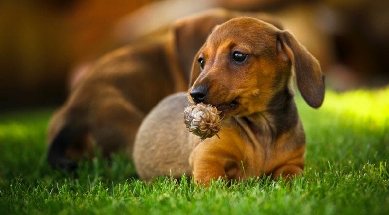 Dachshund Size Chart | Growth & Weight Chart