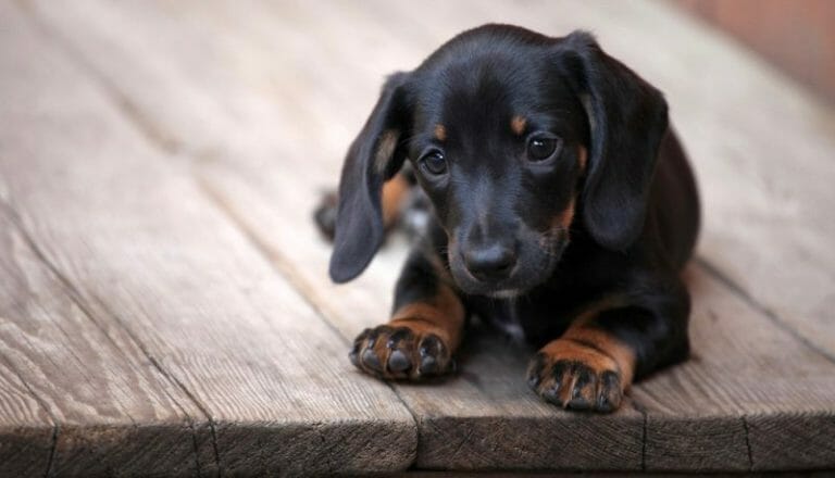Dachshund Size Chart | Growth & Weight Chart