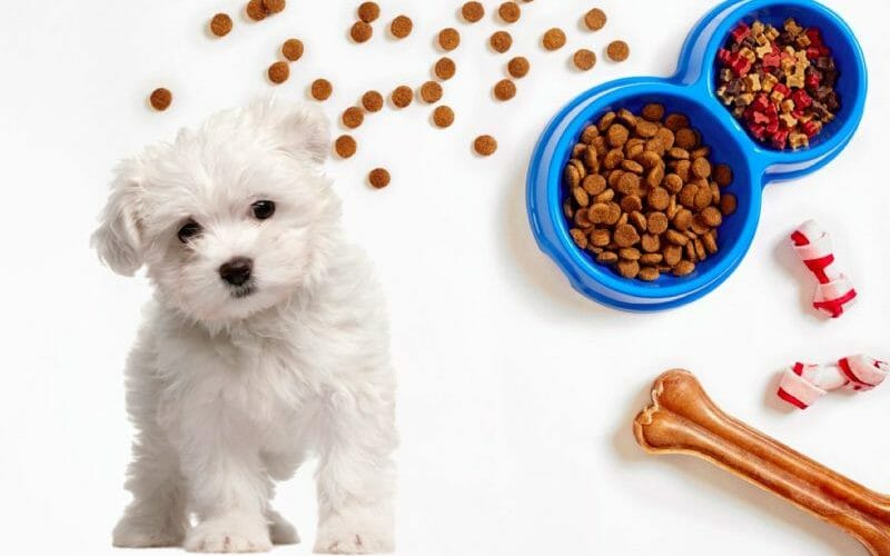 How Much To Feed A Maltese Puppy Feeding Chart