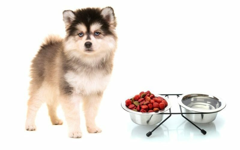 How Much To Feed A Pomsky Puppy Feeding Chart