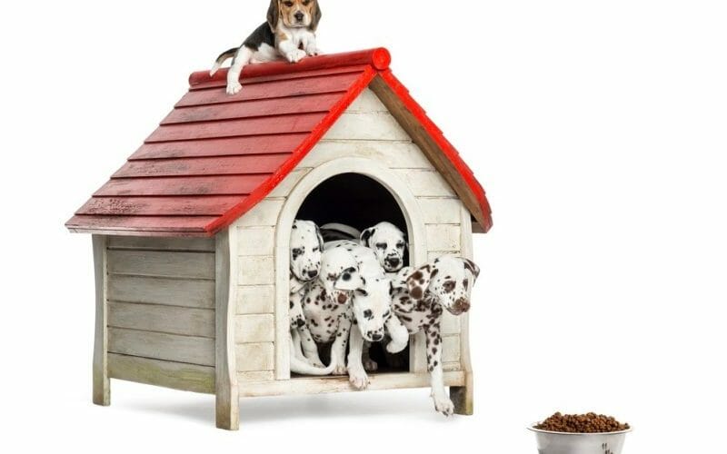 How Much To Feed A Dalmatian Puppy Feeding Chart